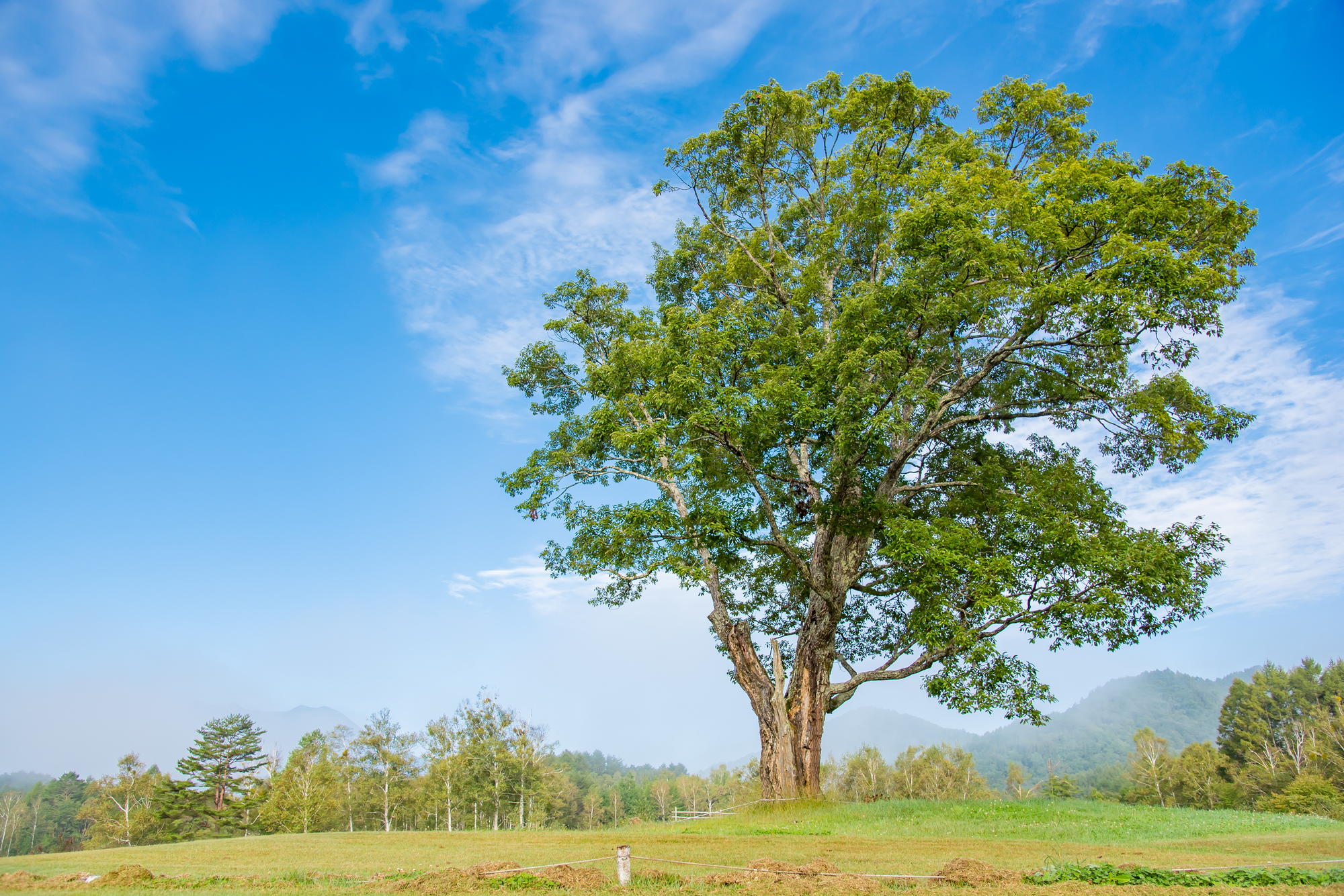 【緊急】商標権侵害の警告書が届いた！無視は絶対NG？正しい対応手順と解決までの全フロー